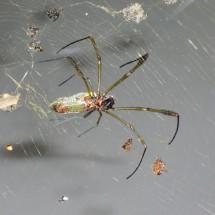 3 cm big spider (body)